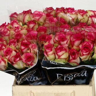 Freshy Rosen “Monique” | Farbe: Rosa | Länge ± 40 centimeter | Pro 20 Rosen