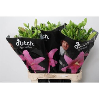 Freshy Lily Longiflorum x Asiatic Lily Aqua “Brindisi” | Colour: Pink | Length ± 90 centimeter | Per 10 stems fresh flowers