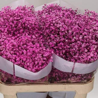 Freshy Gypsophila Schleierkraut Farbbehandelt “Hot Pink” | Farbe: Rosa | Länge ± 75 centimeter | Pro 25 Stielen frische Blumen