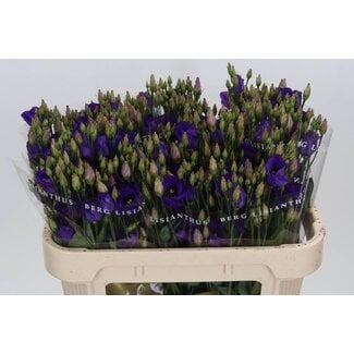 Freshy Eustoma Lisianthus à fleur simple “Picco Violet” | Couleur: Violet | Longueur ± 70 centimeter | Par 10 tiges fleurs fraîches