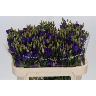 Freshy Eustoma Lisianthus Enkelbloemig “Picco Violet” | Colour: Purple | Length ± 70 centimetre | Per 10 stems fresh flowers