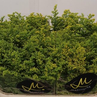 Freshy Solidago Goldrute “Carzan Glory” | Farbe: Gelb | Länge ± 70 centimeter | Pro 25 Stiele frische Blumen