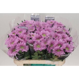 Freshy Deco Chrysanthemum Chrysanthemum “Etrusko” | Colour: Purple | Length ± 70 centimeter | Per 10 fresh flowers
