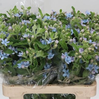 Freshy Tanacetum “Pure Blue” | Farbe: Blau | Länge ± 60 centimeter | Pro 25 Stiele frische Blumen