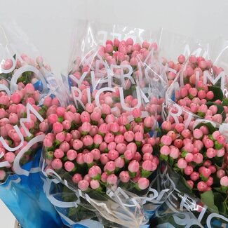 Freshy Hypericum “Coco Casino” | Farbe: Rosa | Länge ± 40 centimeter | Pro 20 Stielen frische Blumen