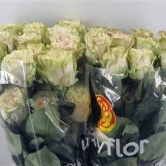 Freshy Großblütige Rose “Country Secret” | Farbe: Gemischte Farben | Länge ± 60 centimeter | Herkunft Ecuador | Pro 25 frische Rosen