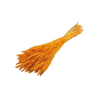 Casa Alegria Dried Wheat | Colour: Orange | Triticum Dried Flowers | Length ± 60 centimetre | Weight 100 gram | Per bunch