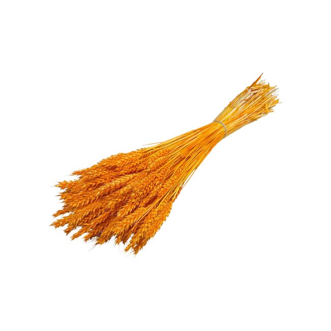 Dried Wheat | Colour: Orange | Triticum Dried Flowers | Length ± 60 centimetre | Weight 100 gram | Per bunch