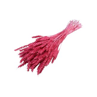 Casa Alegria Getrockneter Weizen | Farbe: Rosa | Triticum Trockenblumen | Länge ± 60 centimeter | Gewicht 100 gram | Pro Bund
