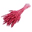 Dried Wheat | Colour: Pink | Triticum Dried Flowers | Length ± 60 centimetre | Weight 100 gram | Per bunch