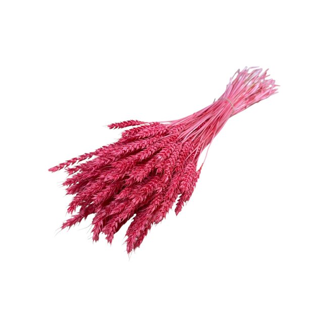 Dried Wheat | Colour: Pink | Triticum Dried Flowers | Length ± 60 centimetre | Weight 100 gram | Per bunch