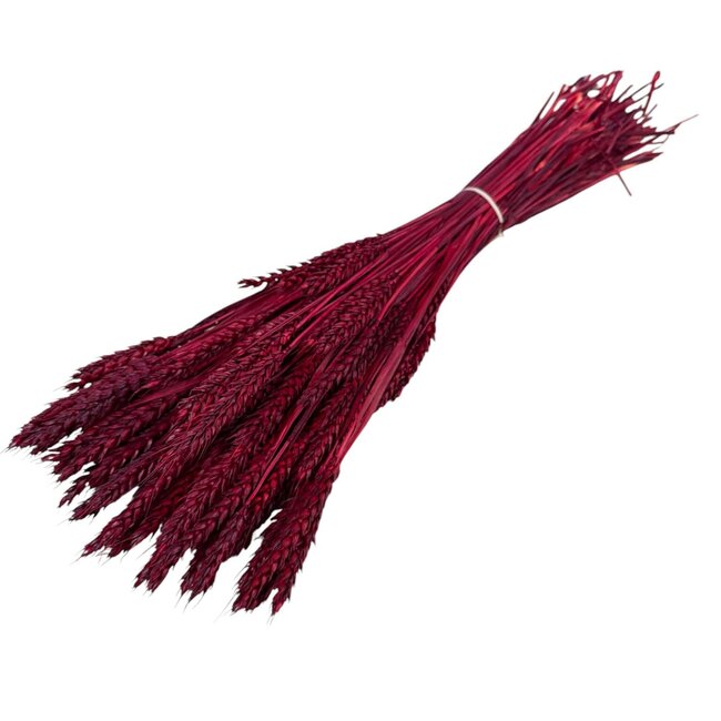 Dried Wheat | Colour: Red | Triticum Dried Flowers | Length ± 60 centimeter | Weight 100 gram | Per bunch
