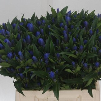 Freshy Gentiana Enzian “Kagayaki” | Farbe: Blau | Länge ± 40 centimeter | Pro 20 frische Blumen