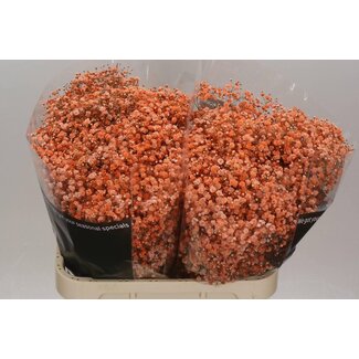 Freshy Gypsophila Baby's breath Colour-treated | Colour: Orange | Length ± 80 centimetre | Per 25 stems fresh flowers