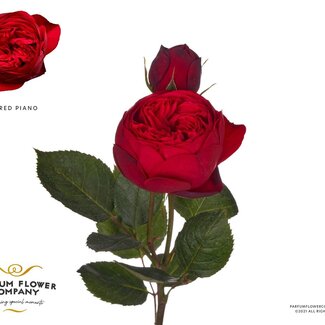 Freshy Grosroos Garden “Red Piano” | Kleur: Rood | Lengte ± 50 centimeter | Per 12 rozen