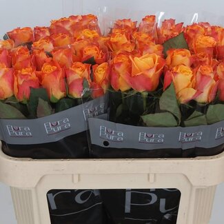 Freshy Rozen “Solarflare” | Kleur: Geel Oranje | Lengte ± 70 centimeter | Per 10 rozen