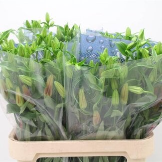 Freshy Lelie Longiflorum x Aziatische Lelie Aqua “Hardrock” A2 | Kleur: Rood | Lengte ± 90 centimeter | Per 10 stelen verse bloemen