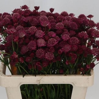 Freshy Hollandse Astrantia “Red Joyce” | Kleur: Rood | Lengte ± 55 centimeter | Per 50 verse bloemen