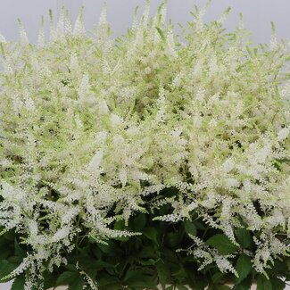 Freshy Astilbe Japonica “Washington” | Kleur: Wit | Lengte ± 65 centimeter | Per 10 stelen verse bloemen
