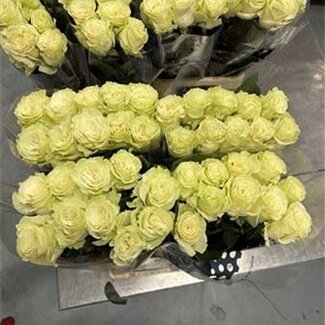 Freshy Großblütige Rose “Mondial” | Farbe: Weiß | Länge ± 70 centimeter | Herkunft Ecuador | Pro 20 frische Rosen