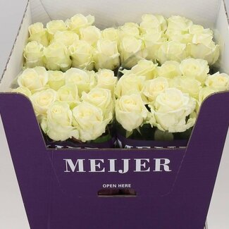Freshy Rosen “Avalanche Meijer” | Farbe: Weiß | Länge ± 80 centimeter | Pro 20 Rosen