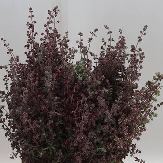 Freshy Oregano Majoran Absorbiert | Farbe: Rot | Länge ± 60 centimeter | Pro 5 Bündel