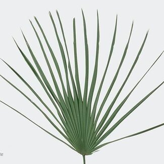 Freshy Chamaerops Zwergpalme | Farbe: Grün | Länge ± 50 centimeter | Pro 30 Zweige