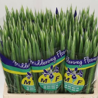 Freshy Iris “Blue Magic” | Farbe: Blau | Länge ± 62 centimeter | Pro 50 Stiele frische Blumen