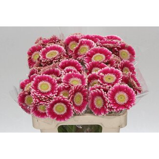Freshy Germini Aqua “Cassis” | Farbe: Rosa | Länge ± 50 centimeter | Pro 20 frische Blumen