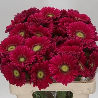 Freshy Germini Aqua “Vivian” | Kleur: Fuchsia | Lengte ± 50 centimeter | Per 20 verse bloemen