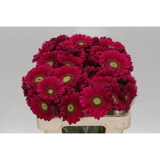 Freshy Germini Aqua “Vivian” | Colour: Fuchsia | Length ± 50 centimetre | Per 20 fresh flowers