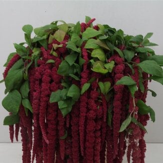 Freshy Amaranthus Caudatus Kattestaart “Red Cordyline” | Kleur: Rood | Lengte ± 60 centimeter | Per 10 verse bloemen
