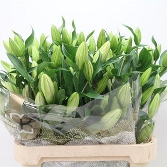 Freshy Lily Oriental Aqua “Sorbonne” | Colour: Pink | Length ± 90 centimeter | Per 10 stems fresh flowers
