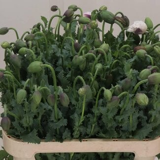 Freshy Papaver Slaapbol Bloeiend | Kleur: Groen | Lengte ± 75 centimeter | Per 20 verse bloemen