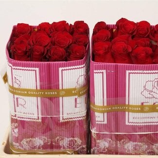 Freshy Grootbloemige Roos “Freedom” | Kleur: Rood | Lengte ± 50 centimeter | Herkomst Ecuador | Per 25 verse rozen