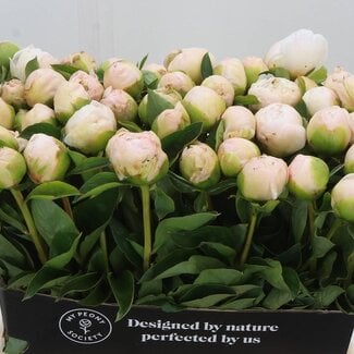 Freshy Paeonia Lactiflora Pioenroos "Princess Bride” | Kleur: Wit | Lengte ± 60 centimeter | Per 10 verse pioenrozen