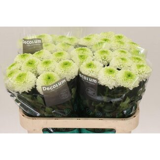 Freshy Deco Chrysanthemum Chrysanthemum “Alibaba” | Colour: White | Length ± 70 centimetre | Per 10 fresh flowers