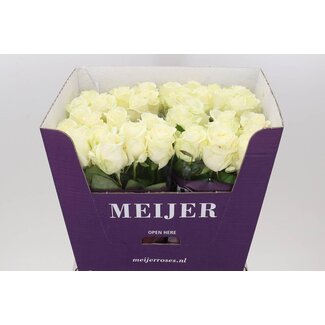 Freshy Roses “Avalanche Masterpiece” | Kleur: White | Lengte ± 70 centimetre | Per 20 roses