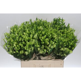 Freshy Kurze Alstroemeria Blüten “White Pearls” | Farbe: Weiß | Länge ± 60 centimeter | Pro 20 Stiele frische Blumen