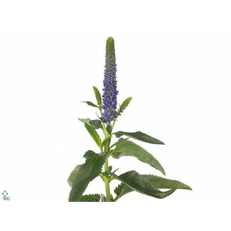 Freshy Veronica Smart “Diana” | Colour: Blue | Length ± 60 centimetre | Per 25 stems fresh flowers