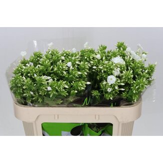 Freshy Phlox Paniculata “Icecap” | Farbe: Weiß | Länge ± 70 centimeter | Pro 25 Stiele frische Blumen