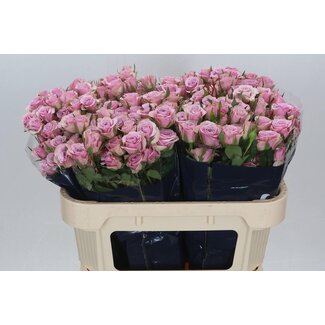 Freshy Spray rose “Leila” | Colour: Purple | Length ± 70 centimeter | Per 10 fresh roses