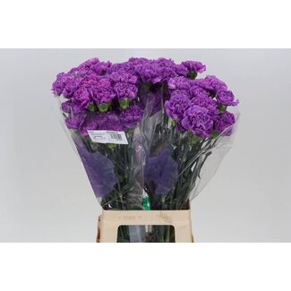 Freshy Long Carnation “Fl Moonlite” | Colour: Purple | Length ± 70 centimetre | Per 20 fresh flowers