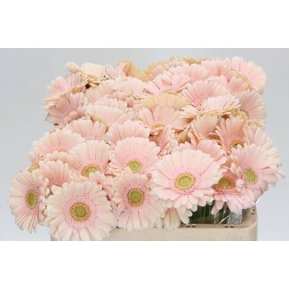 Freshy Germini Aqua “Alix-noor” | Colour: Pink | Length ± 50 centimetre | Per 20 fresh flowers