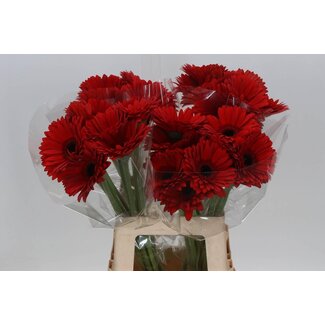 Freshy Gerbera “Beauty” | Colour: Red | Length ± 50 centimetre | Per 10 fresh flowers