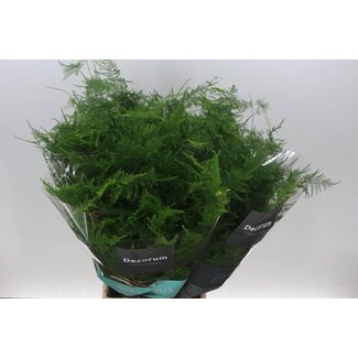 Freshy Asparagus Setaceus Medium Tipped | Colour: Green | Length ± 50 centimetre | Per 50 stems