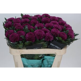 Freshy Deco Chrysantheme Chrysantheme “Roxo” | Farbe: Lila | Länge ± 70 centimeter | Pro 10 frische Blumen
