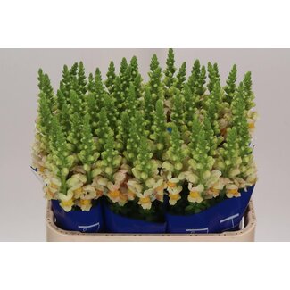 Freshy Antirrhinum Majus snapdragon “Costa Apricot” | Colour: Yellow | Length ± 75 centimetre | Per 10 fresh flowers