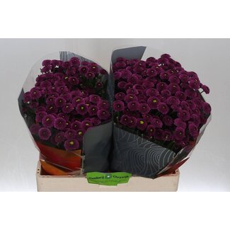 Freshy Chrysanthème Chrysant Santini XL “Purpetta” | Couleur: Violet | Longueur ± 55 centimeter | Par 25 tiges de fleurs fraîches