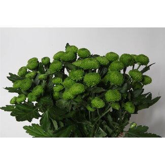 Freshy Spray chrysanthemum Chrysanthemum “Deligreen” | Colour: Green | Length ± 70 centimeter | Per 10 stems fresh flowers